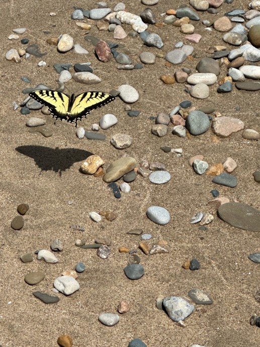 a butterfly flying over the beach