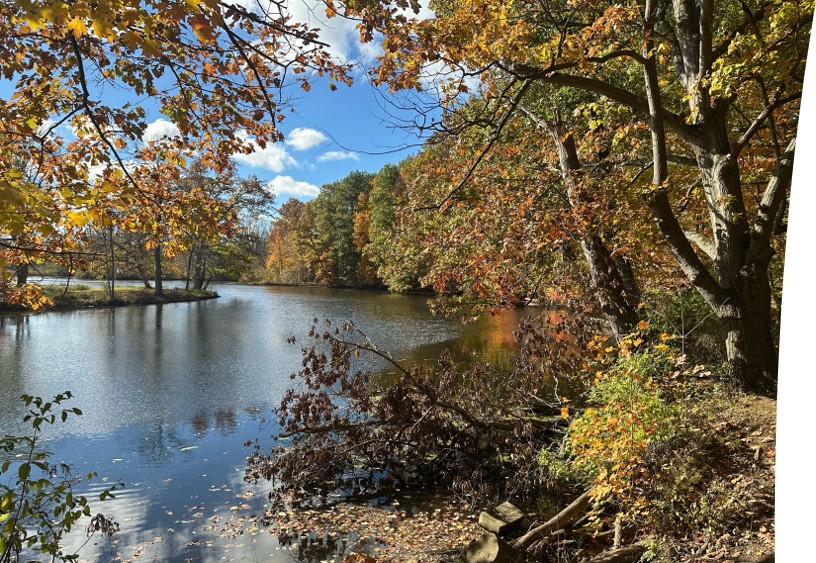 a river running through the forest